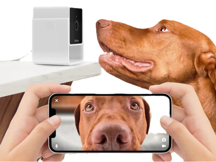 The Best Pet Cameras