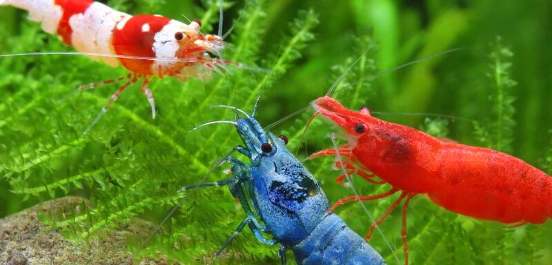 Neocaridina Shrimp Starter Handbook: Easy Tips for a Colourful Tank