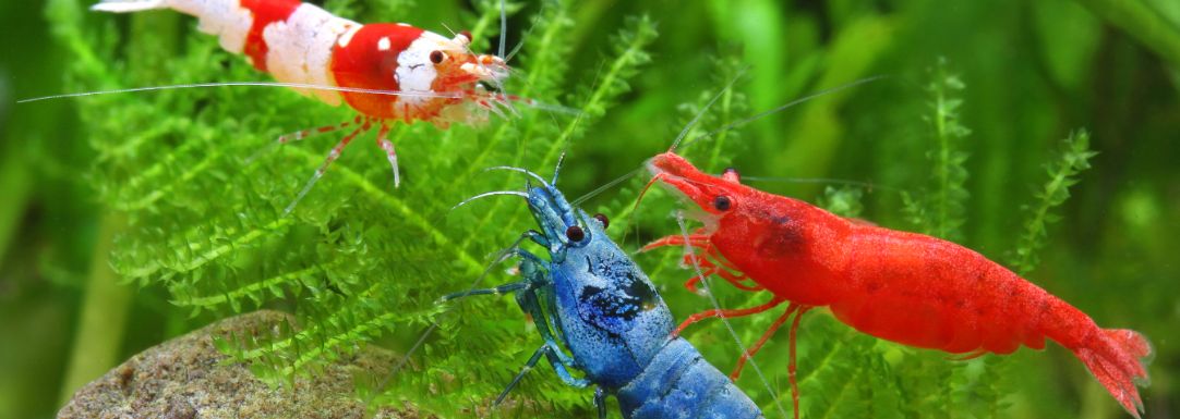 Neocaridina Shrimp Starter Handbook: Easy Tips for a Colourful Tank