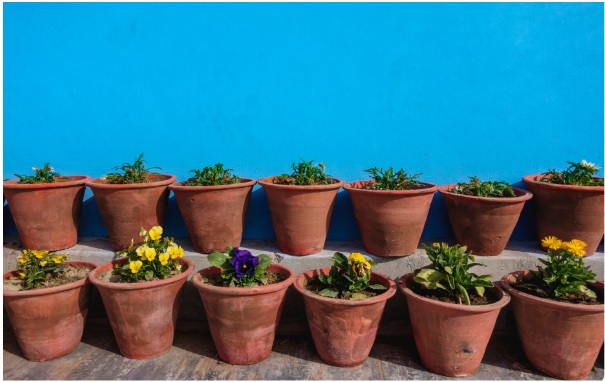 Send Love with Online Plants in Delhi On Every Occasion