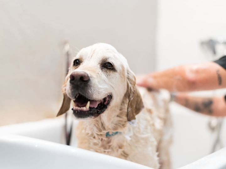 A Skin-First Truth About Choosing a Safe Shampoo for Dogs