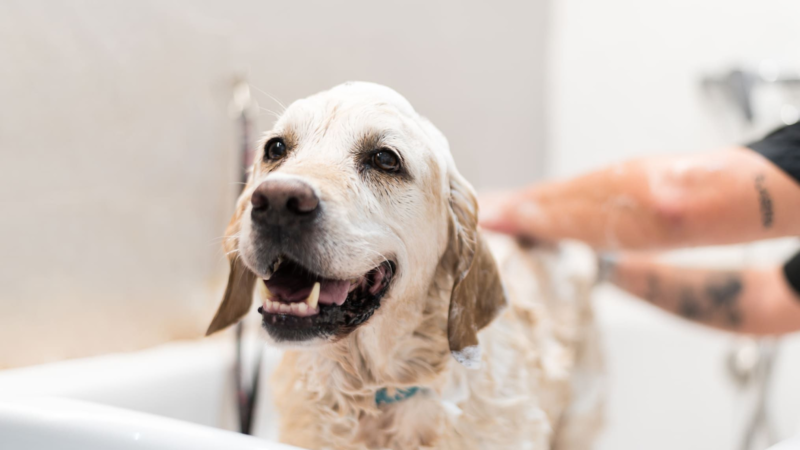 A Skin-First Truth About Choosing a Safe Shampoo for Dogs