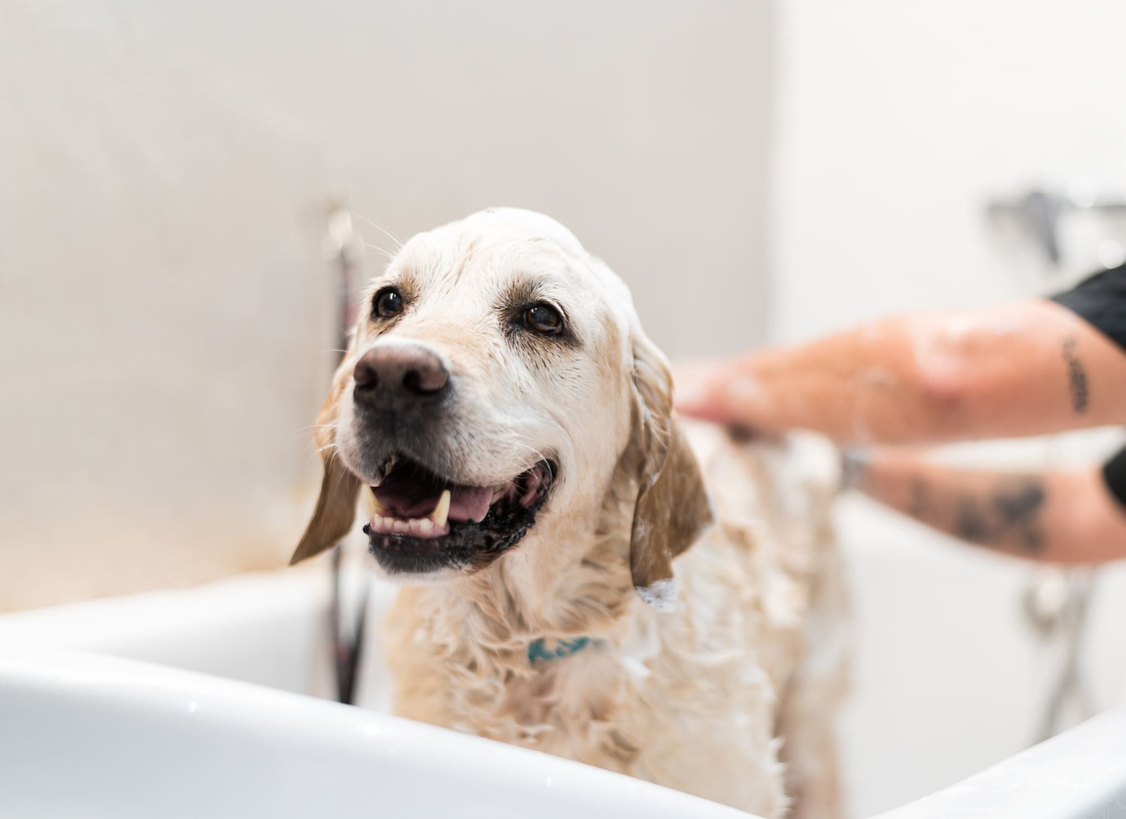 A Skin-First Truth About Choosing a Safe Shampoo for Dogs