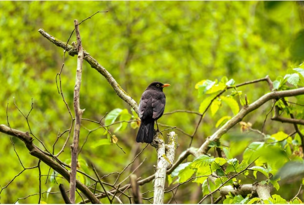 Which Bird Photography Tours Offer the Best Results?