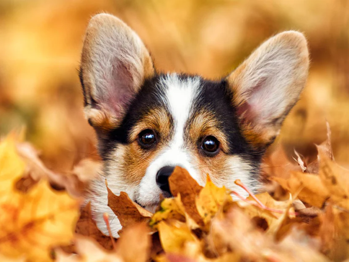 How R&D Investment Shapes Market Leadership in Animal Healthcare