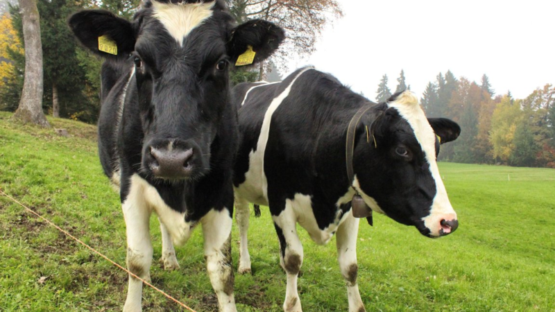 Building Strong Bonds: Choosing the Right Partner for Veterinary Pharma Distribution