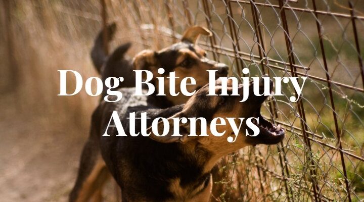 What Sets Successful Dog Bite Attorneys Apart FromThe Rest?