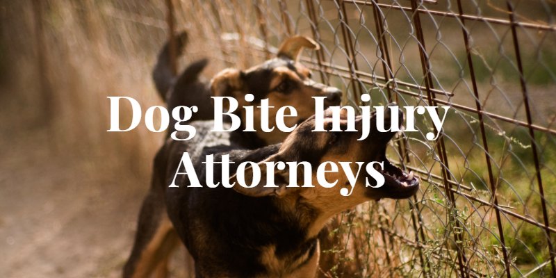 What Sets Successful Dog Bite Attorneys Apart FromThe Rest?