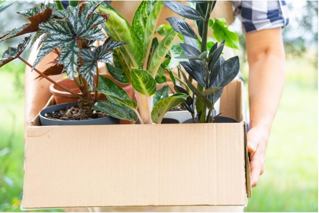 From Nursery Trips to Doorstep Delivery — How Bangalore is Buying Plants Now