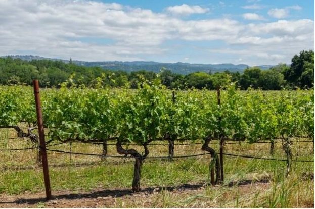 Wine Country California: The Insider’s Guide to a Region That Rewards Preparation