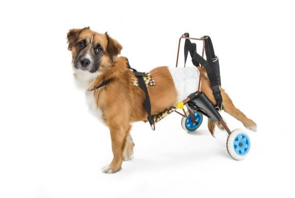 Dog Back Leg Paralysis Treatment: What to Do When Your Dog Loses Hind Limb Function