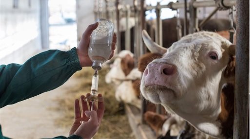Veterinary Third Party Manufacturing: How the Process Actually Works